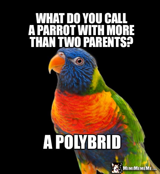Inquisitive Parrot Asks: What do you call a parrot with more than two parents? A Polybrid