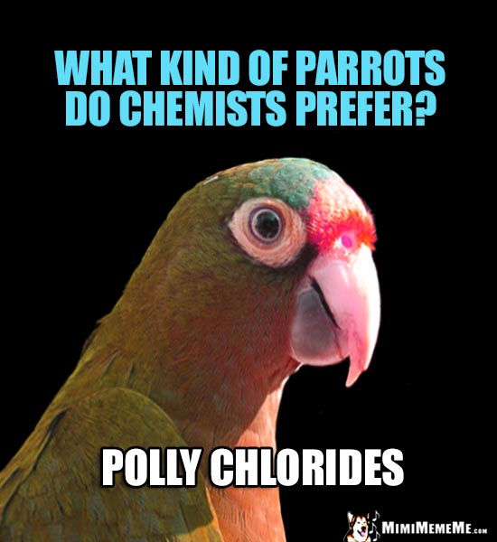 Smart Parrot Asks: What kind of parrots do chemists prefer? Polly Chlorides