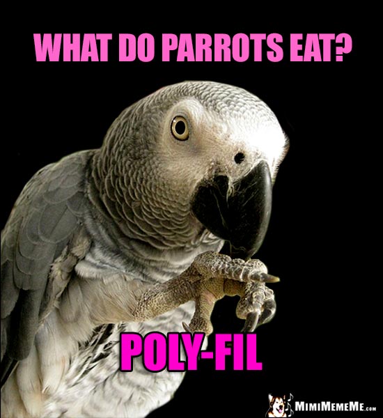 Parrot Tells a Silly Joke: What do parrots eat? Poly-Fil