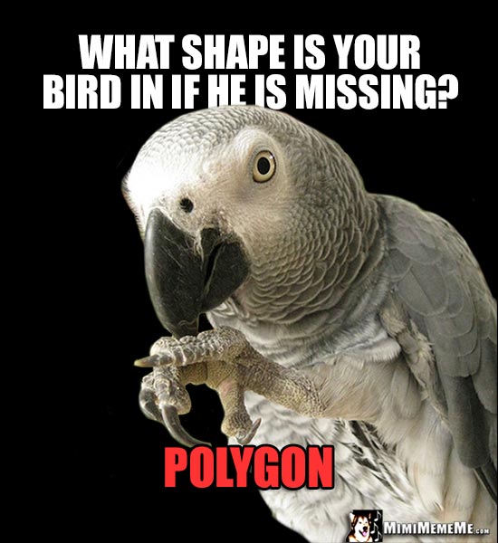 African Grey Parrot Asks: What shape is your bird in if he is missing? Polygon