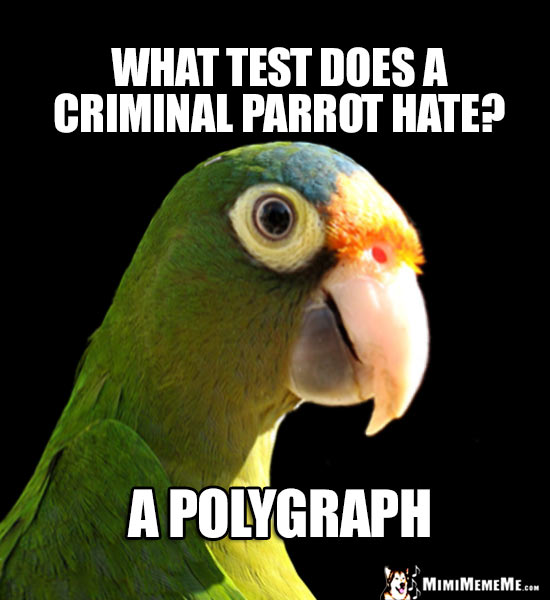 Funny Parrot Asks: What test does a criminal parrot hate? A Polygraph
