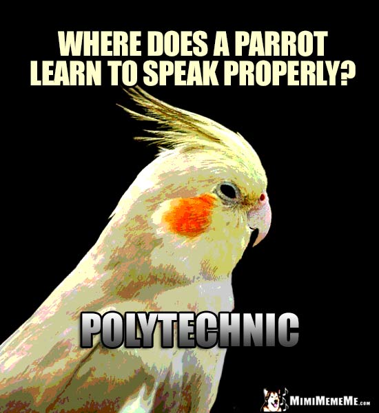 Smart Bird Riddle: Where does a parrot learn to speak properly? Polytechnic