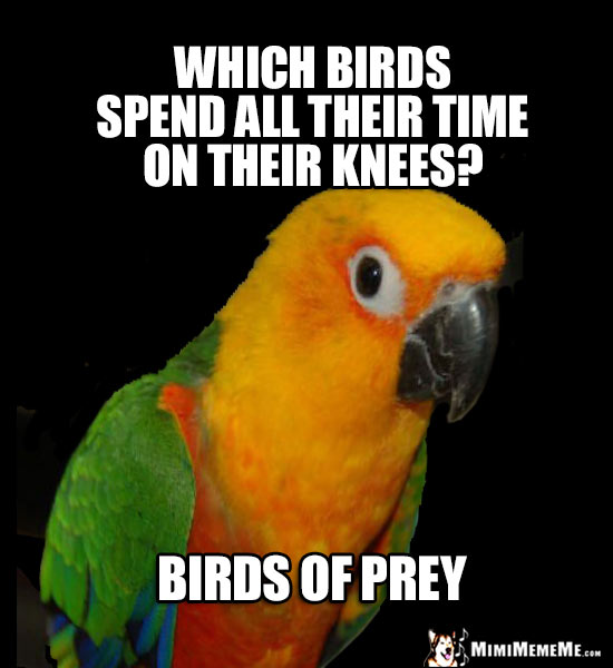 Curious Parrot Wants to Know: Which birds spend all their time on their knees? Birds of Prey