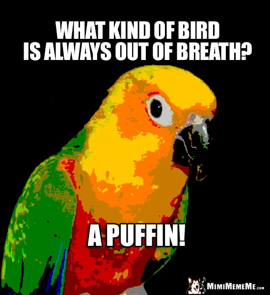 Parrot Asks: What kind of bird is always out of breath? A Puffin