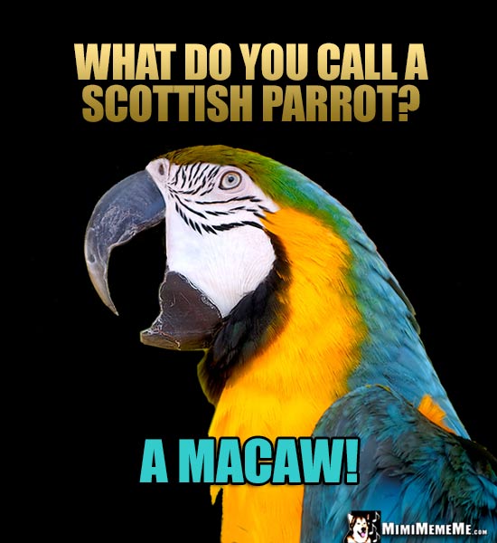 Parrot Joke: What do you call a Scottish parrot? A Macaw!