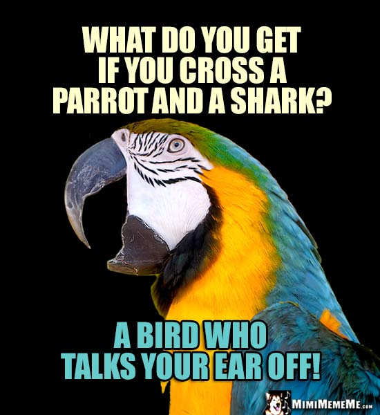 Macaw Says: What do you get if you cross a parrot and a shark? A bird who talks your ear off!