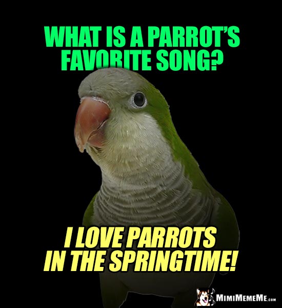 Romantic Parrot Asks: What is a parrot's favorite song? I Love Parrots in the Springtime!