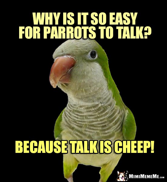 Quaker Parrot Asks: Why is it so easy for parrots to talk? Because talk is cheep!