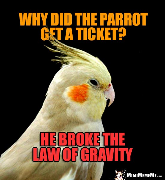 Cockatiel Asks: Why did the parrot get a ticket? He broke the law of gravity.