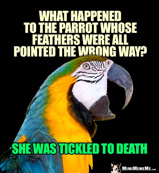 Macaw Asks: What happened to the parrot whose feathers were all pointed the wrong way? She was tickled to death.
