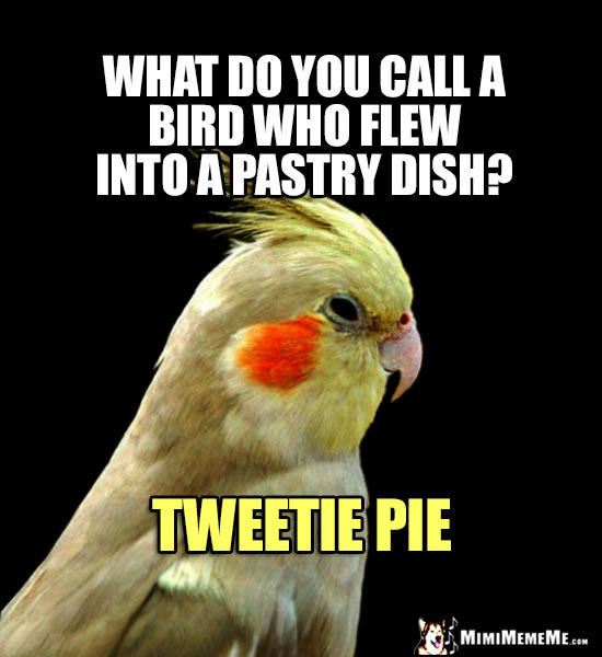 Confused Cockatiel Joke: What do you call a bird who flew into a pastry dish? Tweetie Pie