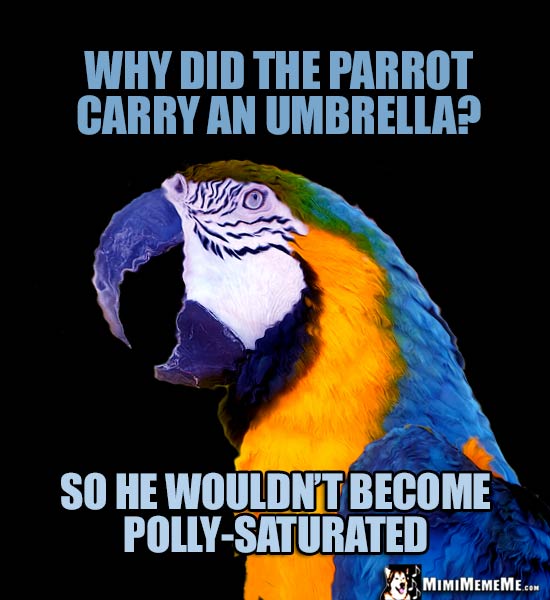 Funny Macaw Asks: Why did the parrot carry an umbrella? So he wouldn't become Polly-Saturated
