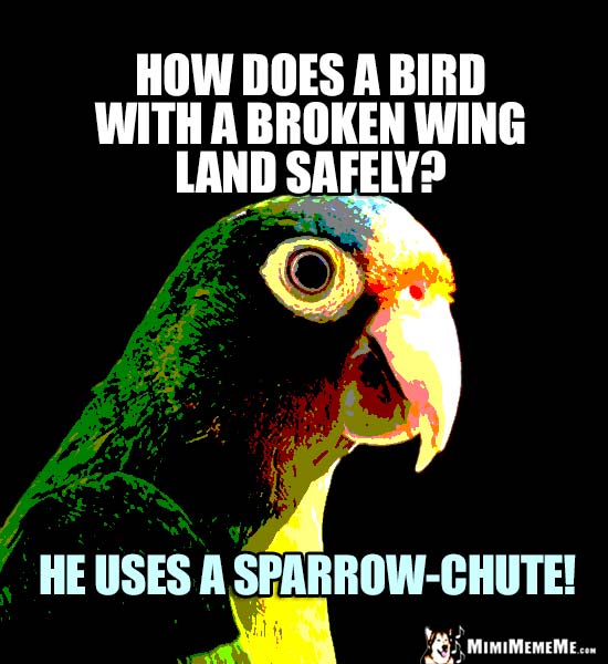Funny Parrot Says: How does a bird with a broken wing land safely? He uses a sparrow-chute!