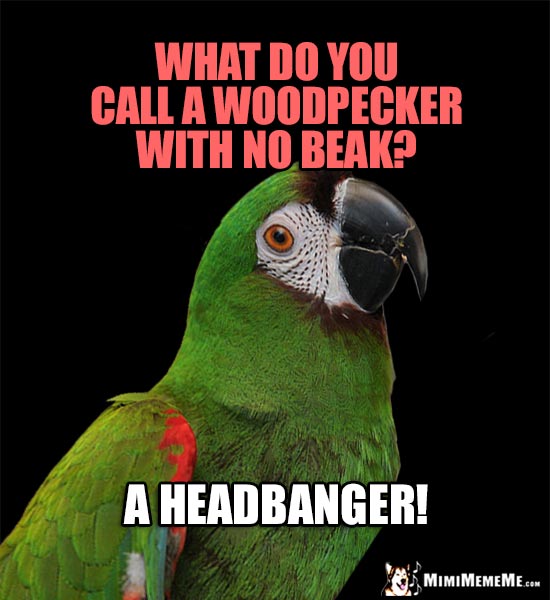 Parrot Telling Bird Jokes: What do you call a woodpecker with no beak? A Headbanger!