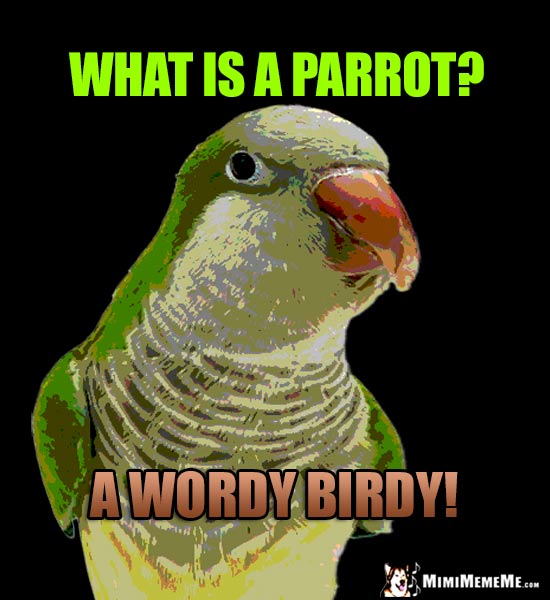 Pet Bird Humor: What is a parrot? A Wordy Birdy!