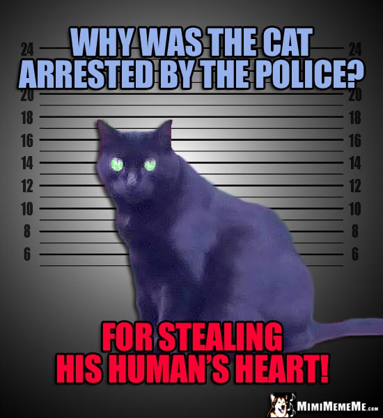 Mugshot Cat Asks: Why was the cat arrested by the police? For stealing his human's heart!