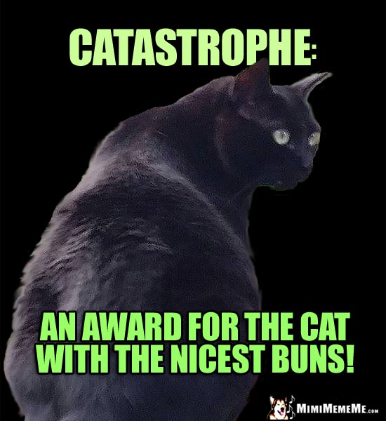Funny Black Cat Says, Catastrophe: An award for the cat with the nicest buns!