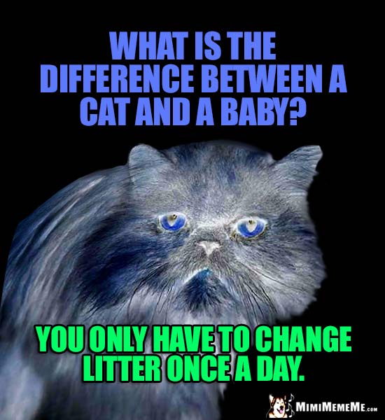 Cat Riddle: What is the difference between a cat and a baby? You only have to change litter once a day.