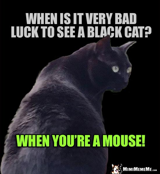 Black Cat Joke: When is it very bad luck to see a black cat? When you're a mouse!