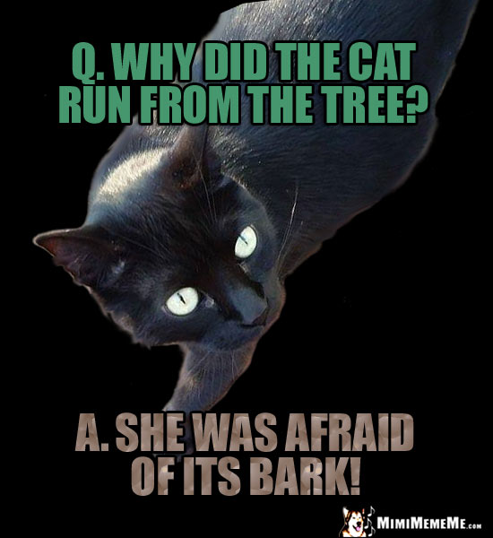 Cat Riddle: Q. Why did teh cat run from the tree? A. She was afraid of its bark!