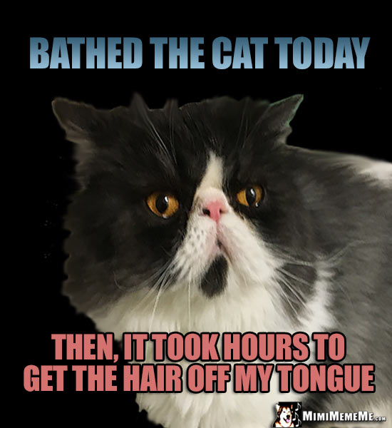 Cat Humor: Bathed the cat today. Then, it took hours to get the hair off my tongue.