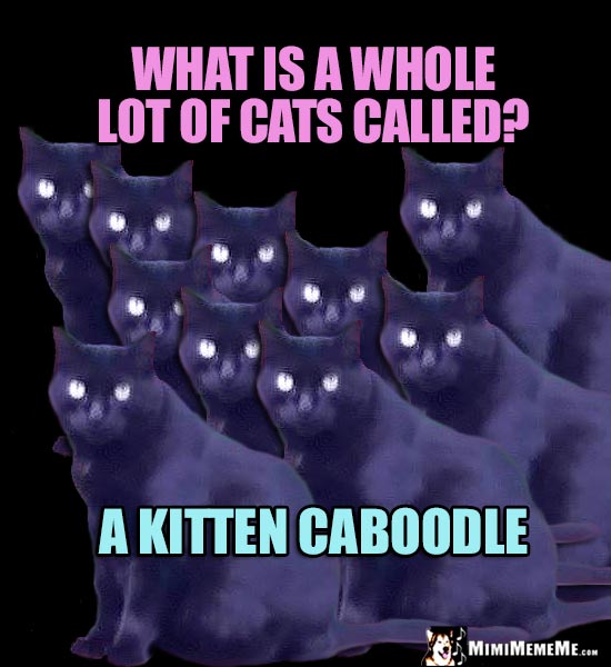Massively Funny Cat Joke: What is a whole lot of cats called? A Kitten Caboodle