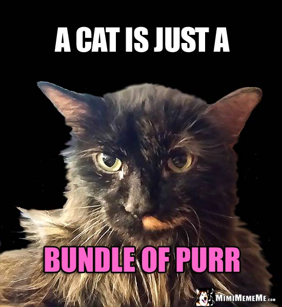 Cat Humor: A cat is just a bundle of purr