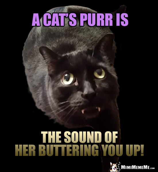 Fang Cat Reminds You: A cat's purr is the sound of her buttering you up!
