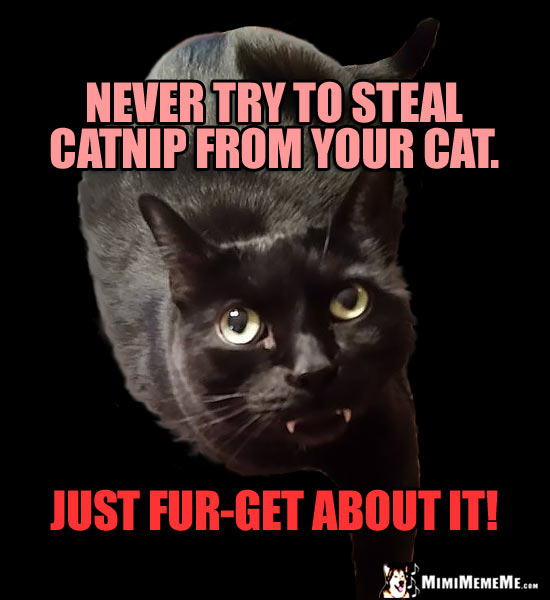 Fang Cat Warns: Never try to steal catnip from your cat. Just fur-get about it!