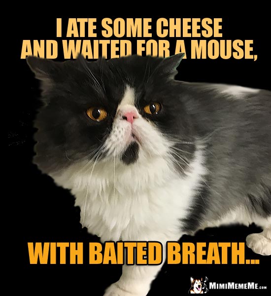 Smart Cat Humor: I ate some chees and waited for a mouse, with baited breath...