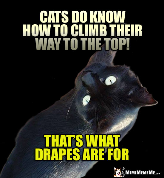 Cat Wisdom: Cats do know how to climb their way to the top! That's what drapes are for.