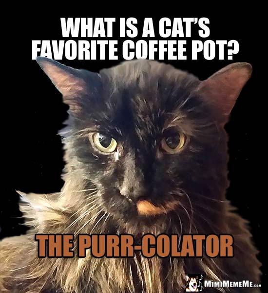 House Cat Riddle: What is a cat's favorite coffee pot? The Purr-Colator