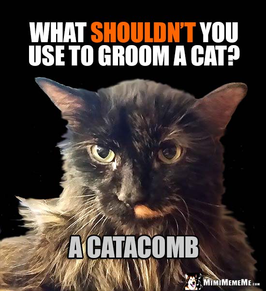 Humorous Cat Tips: What shouldn't you use to groom a cat? A Catacomb