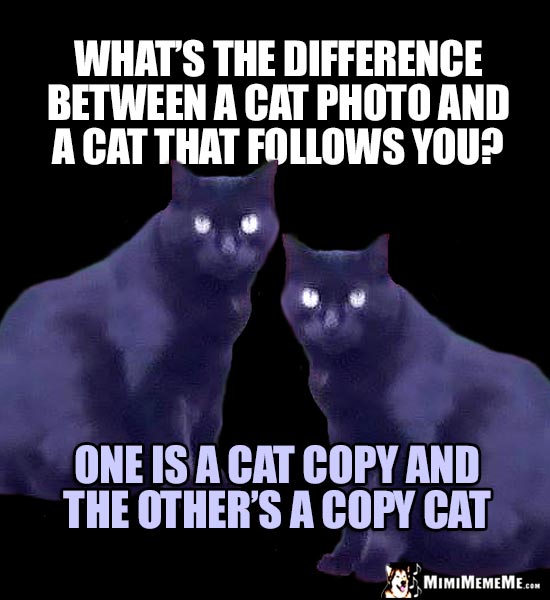 Cat Riddle: What's the difference between a cat photo and a cat that follows you? One is a cat copy and the other's a copy cat.