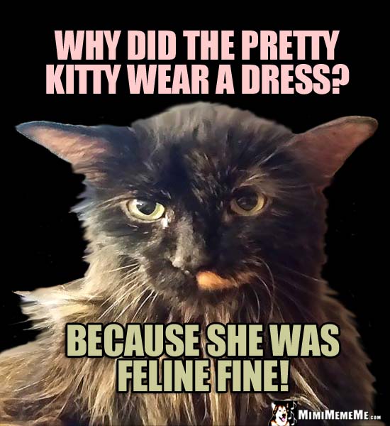 Pretty Cat Humor: Why did the pretty kitty wear a dress? Because she was feline fine!