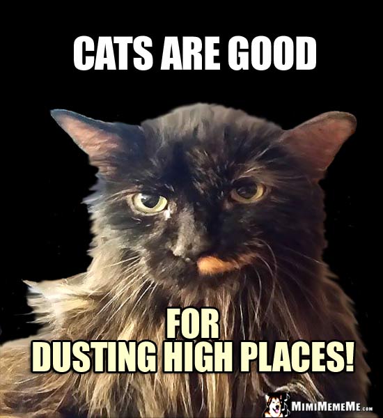 Cat Humor: Cats are good for dusting hight places!
