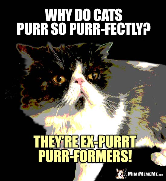Cat Trivia: Why do cats purr so purr-fectly? They're ex-purrt purr-formers!