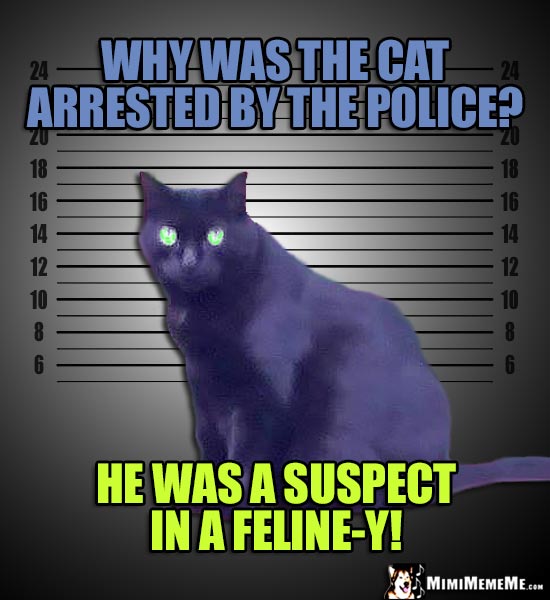 Mugshot Cat Photo: Why was the cat arrested by the police? He was a suspect in a Feline-y!