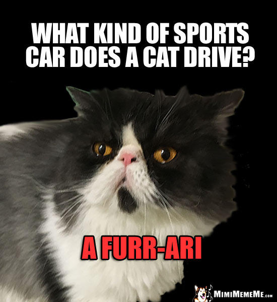 Funny Cat Trivia: What kind of sports car does a cat drive? A Furr-Ari