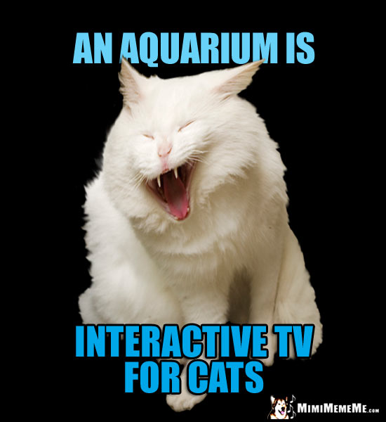 Laughing Cat Truth: An aquarium is interactive TV for cats
