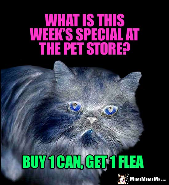 Funny Cat Riddle: What is this week's special at the pet store? Buy 1 Can, Get 1 Flea