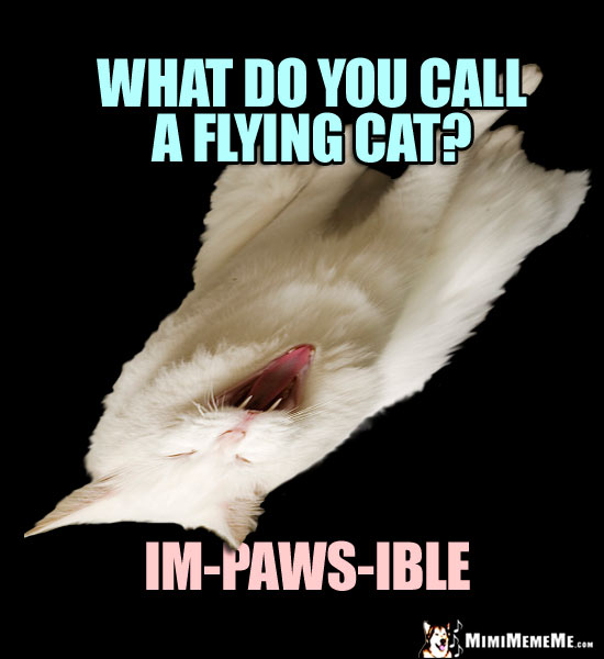 Cat Riddle: What do you call a flying cat? Im-paws-ible