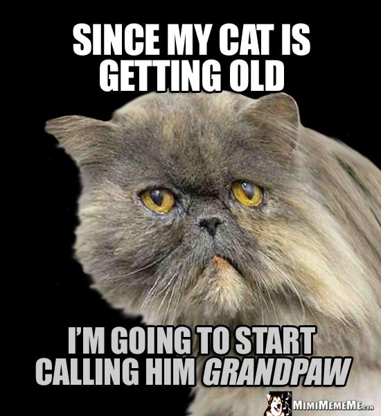 Cat Humor: Since my cat is getting old, I'm going to start calling him GrandPaw