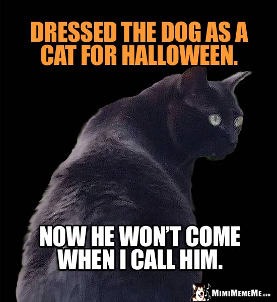 Cat Treat Humor: Dressed the dog as a cat for Halloween. Now he won't come when I call him.