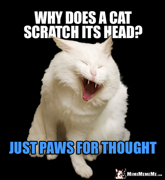 Laughing Cat Asks: Why does a cat scratch his head? Just paws for thought