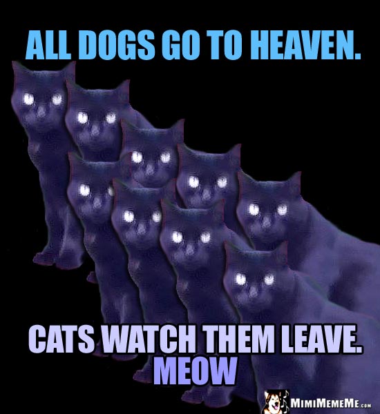 Sick Cat Humor: All dogs go to heaven. Cats watch them leave. Meow