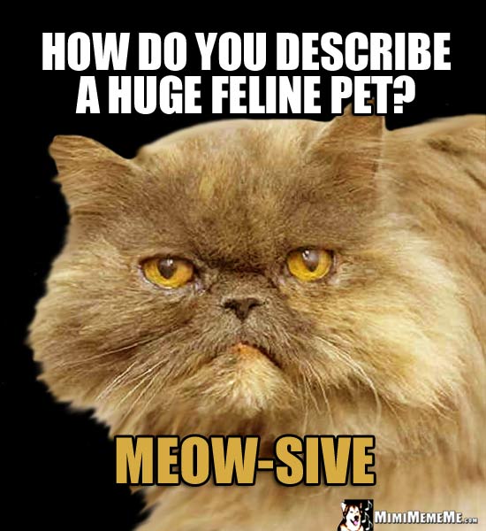Fat Cat Asks: How do you describe a huge feline pet? Meow-Sive