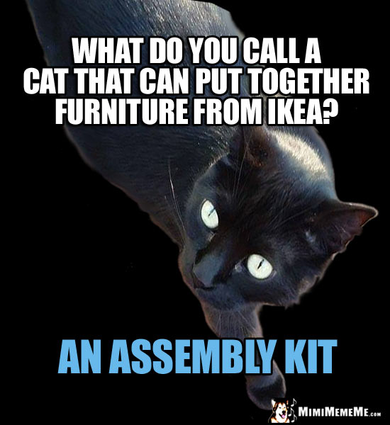 Cat Riddle: What do you call a cat that can put together furniture from Ikea? An Assembly Kit