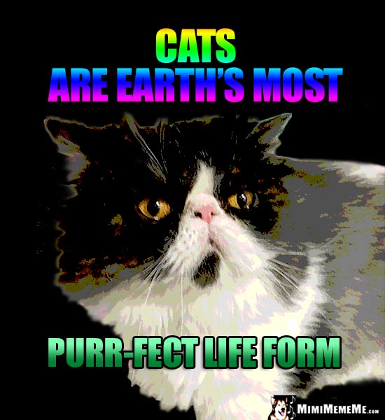 Cat Truths: Cats are earth's most purr-fect life form