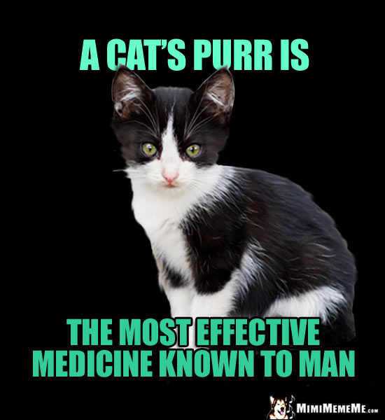 Kitten Says: A cat's purr is the most effective medicine known to man